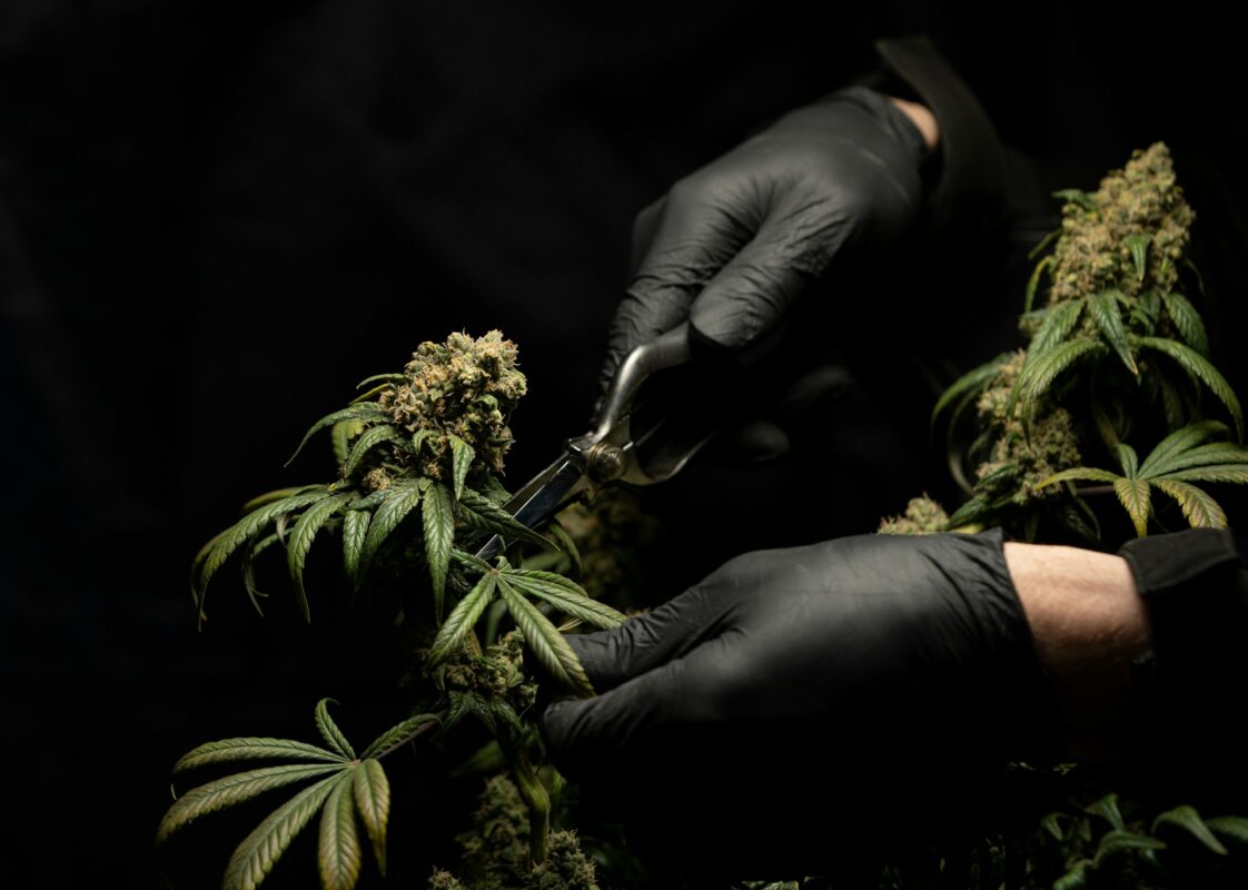 Cannabis Clinic Services
