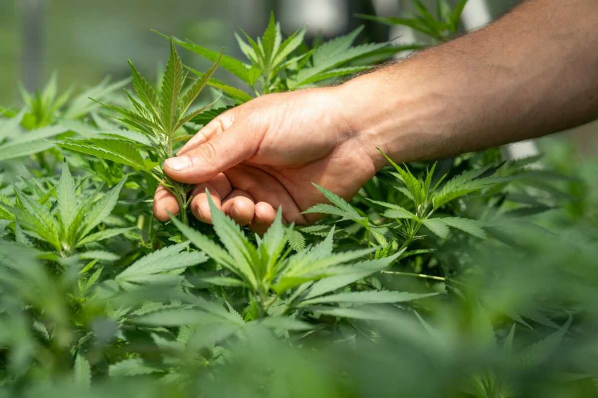 Weed Services