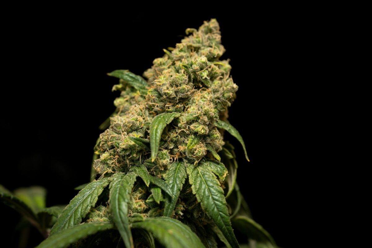 Cannabis Clinic Services