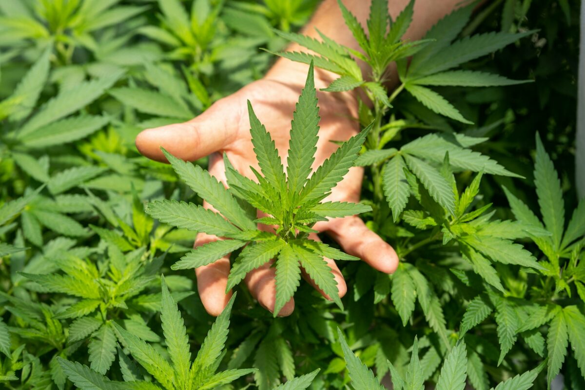 Cannabis Clinic Services