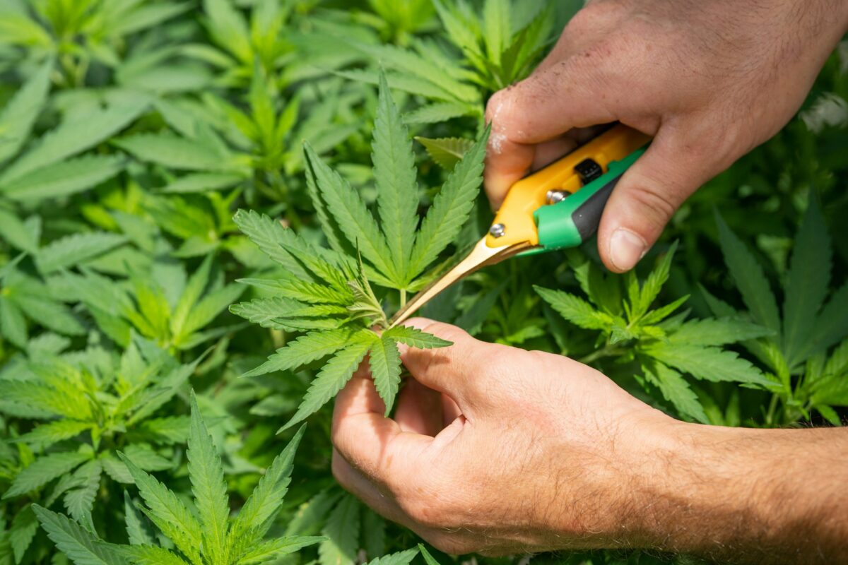 Canna weed services